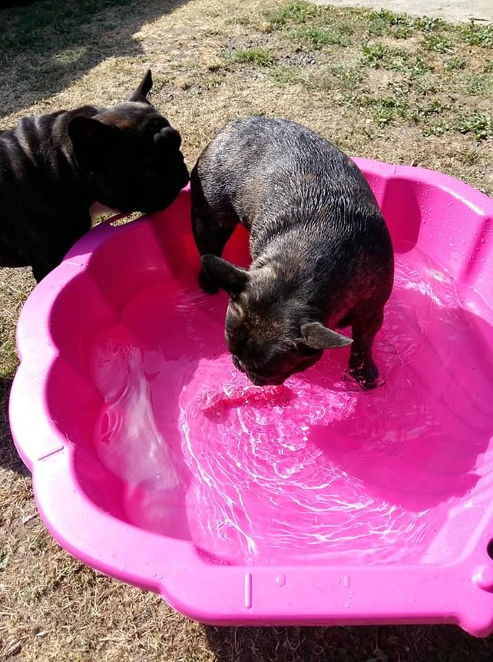 des Bourbon d'Allier -  JUILLET ..MISE EN PLACE DE LA PISCINE..