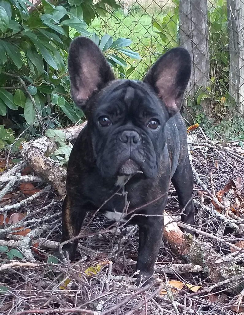 des Bourbon d'Allier - Les chiots  d 'OREGANE  X PUDDING 