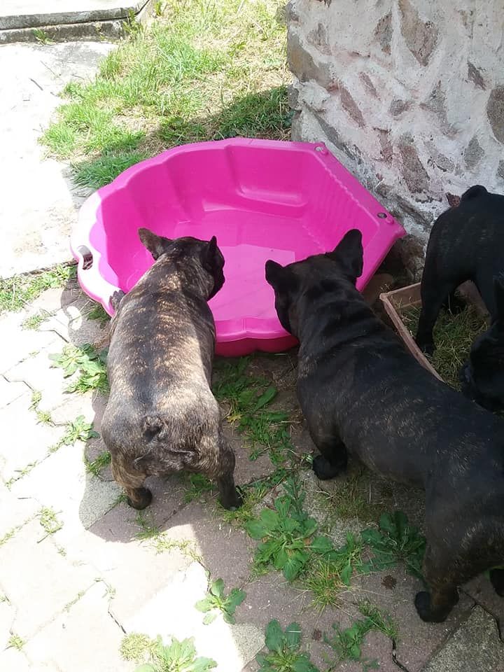 des Bourbon d'Allier - 18 JUIN ..LA PISCINE EST  EN PLACE..