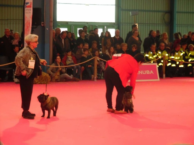 des Bourbon d'Allier - EXPO DE MONTLUCON CAYLUS AU BEST IN SHOW..