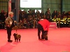  - EXPO DE MONTLUCON CAYLUS AU BEST IN SHOW..