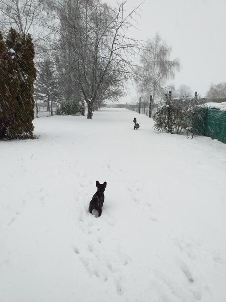 des Bourbon d'Allier - OREGANE DECOUVRE LA NEIGE..