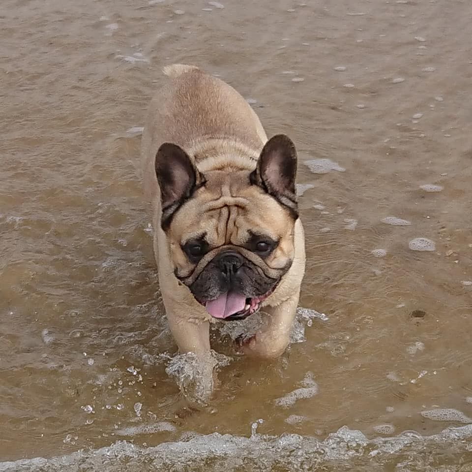 des Bourbon d'Allier - GUSTAVE A LA PLAGE...!!