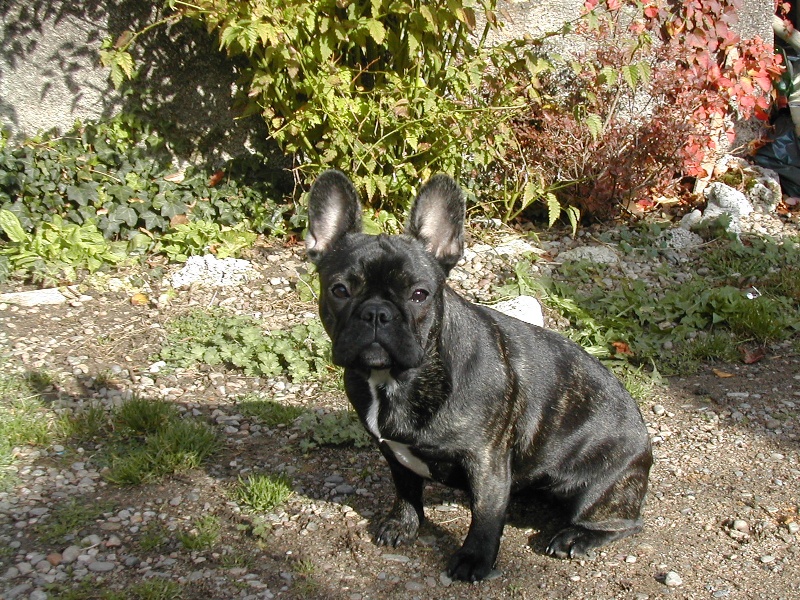 Adela des Bourbon d'Allier