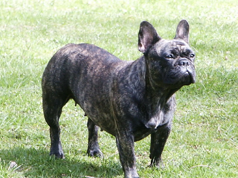 Bettie boop des Bourbon d'Allier