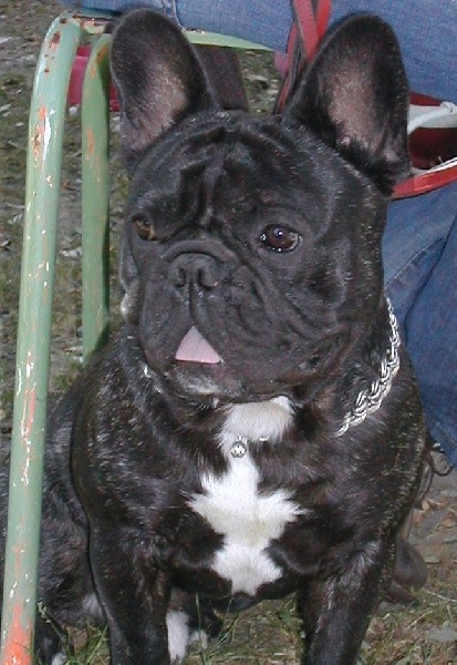 Carmello des Bourbon d'Allier