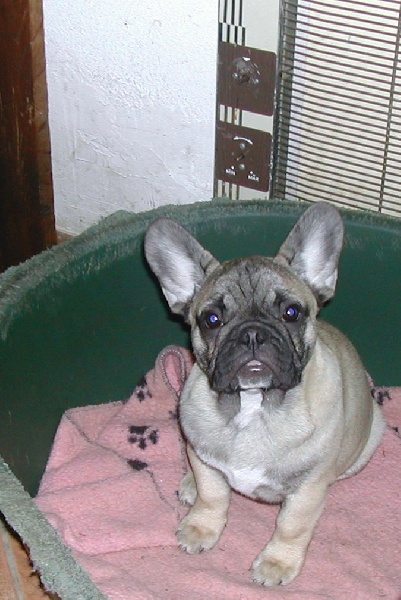 Ethel-red des Bourbon d'Allier