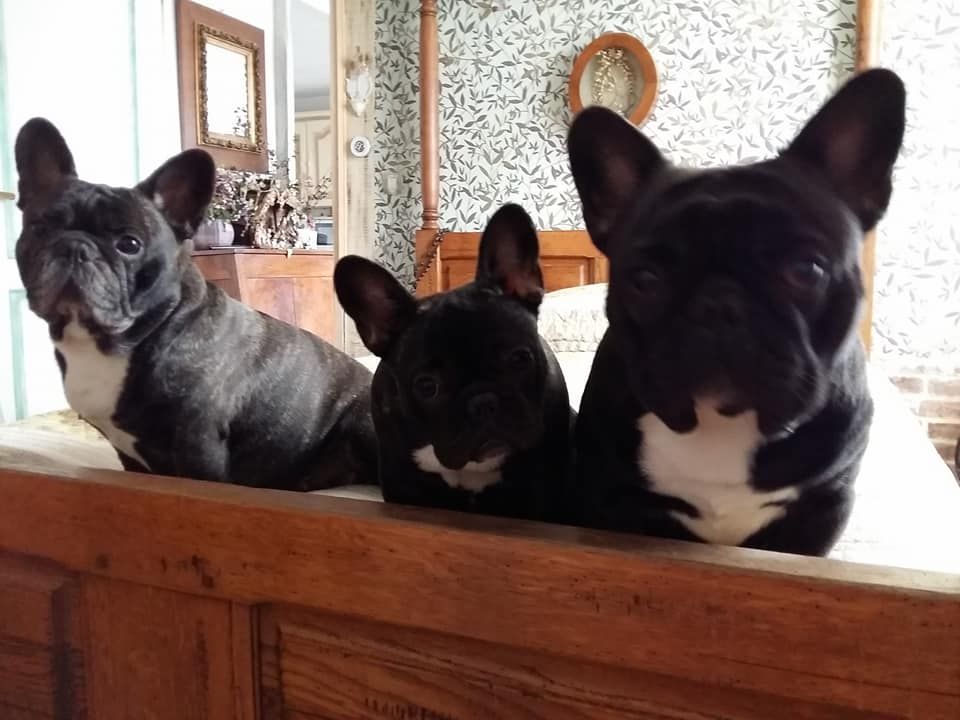 des Bourbon d'Allier - NOËL 2017.. EN FAMILLE BOULEDOGUE ET LES AMIES de plus de 20ANS....