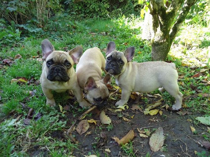 des Bourbon d'Allier - LES GUERRIERS AU JARDIN.