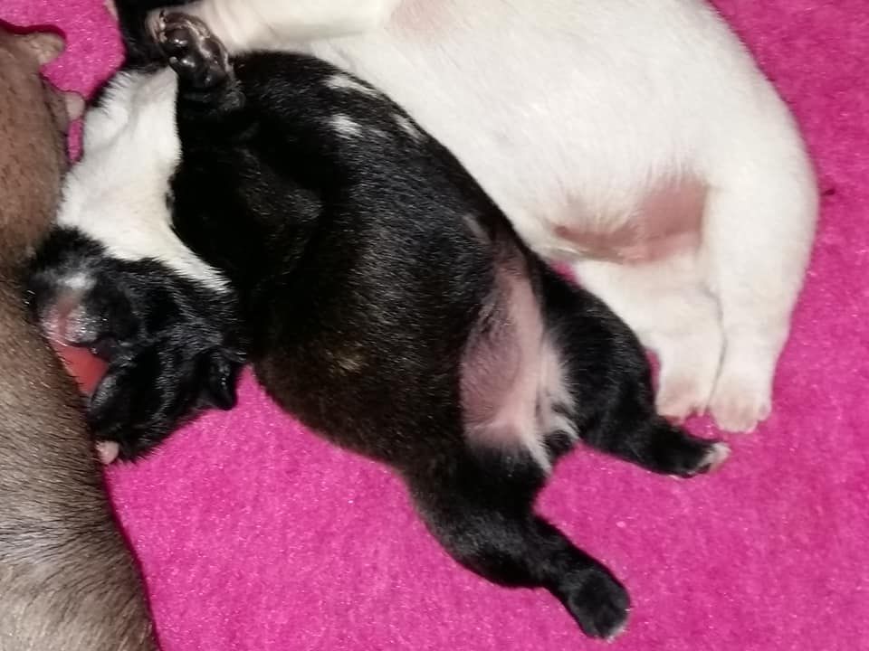 des Bourbon d'Allier - RESERVATION DES CHIOTS DE NEGYPTE