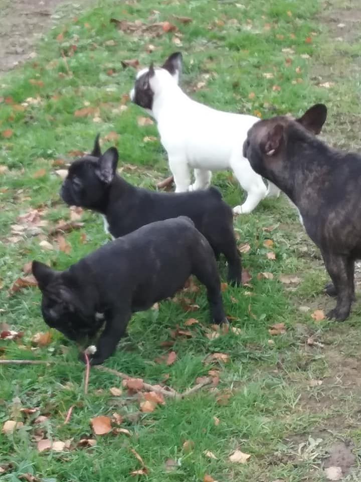 des Bourbon d'Allier - 1O SEMAINES POUR LES CHIOTS DE NEGYPTE PAR MISTRAL