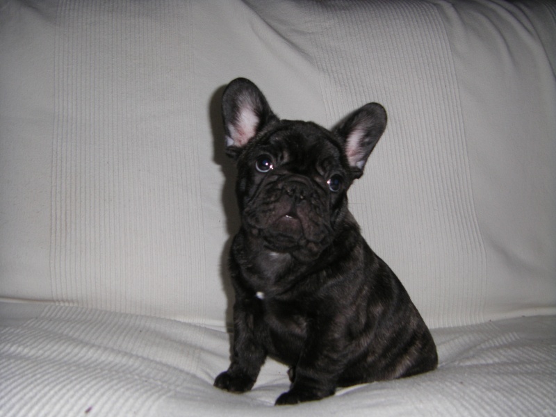 PHOTOS des Chiots d'ASPASIE et UTINAM
